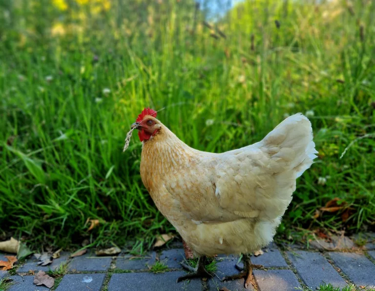 Eieren zoeken Hertenkamp